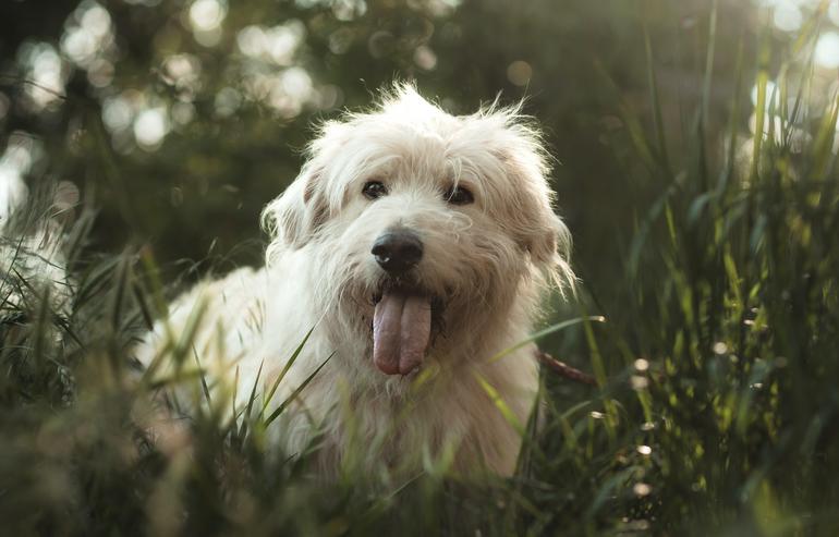 Bild 5: Falcor ist ein großer, sehr netter und freundlicher Hundesenior.