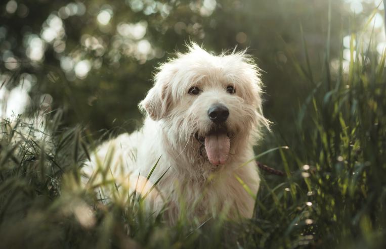 Bild 7: Falcor ist ein großer, sehr netter und freundlicher Hundesenior.