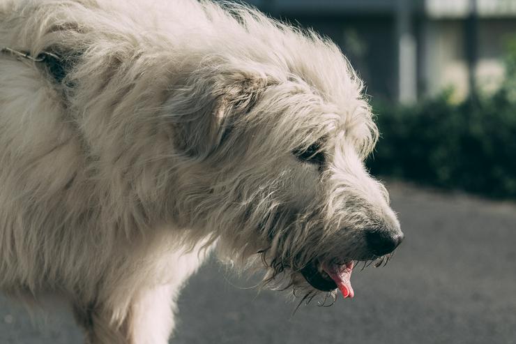 Bild 9: Falcor ist ein großer, sehr netter und freundlicher Hundesenior.