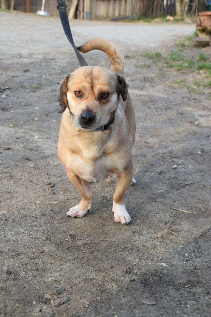Bild 3: Wilma ist eine bemerkenswerte kleine Hündin.