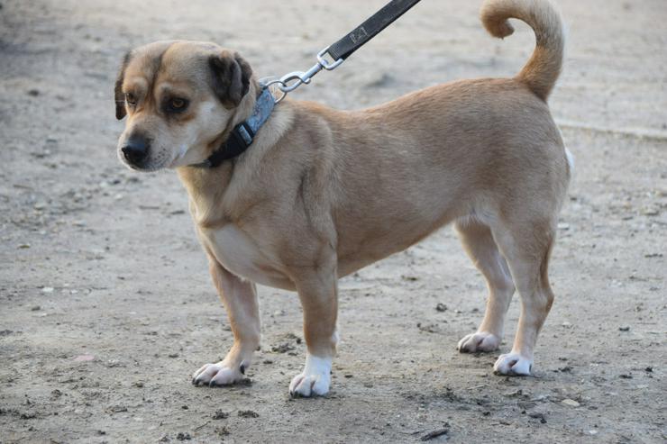 Bild 2: Wilma ist eine bemerkenswerte kleine Hündin.