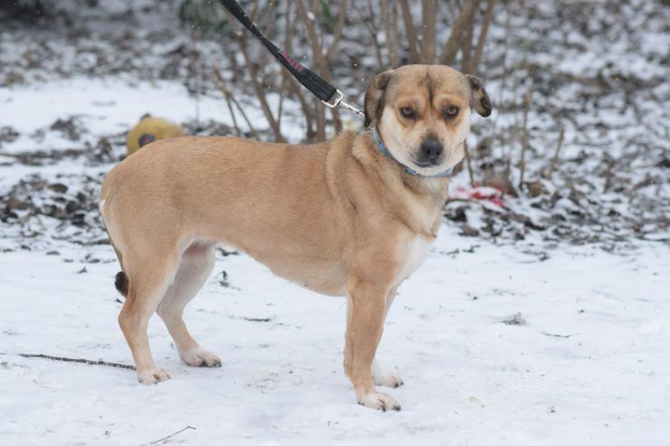 Bild 7: Wilma ist eine bemerkenswerte kleine Hündin.