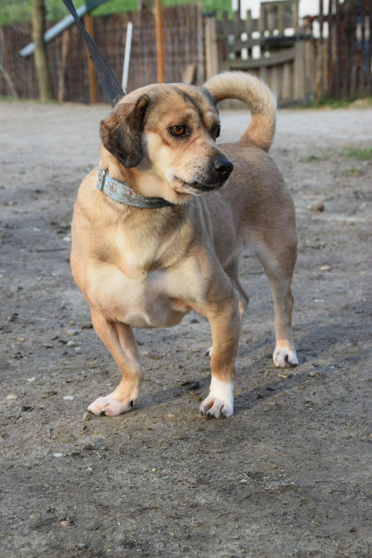 Bild 4: Wilma ist eine bemerkenswerte kleine Hündin.