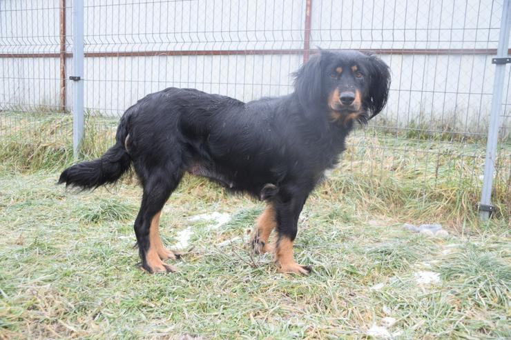 Bild 8: Serena ist eine bildhübsche Gordon Setter Mix Hündin.