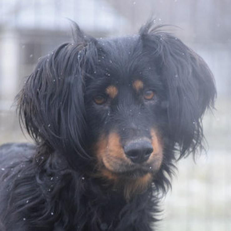 Bild 12: Serena ist eine bildhübsche Gordon Setter Mix Hündin.