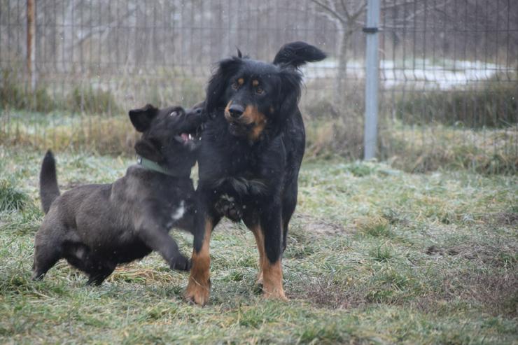 Bild 10: Serena ist eine bildhübsche Gordon Setter Mix Hündin.