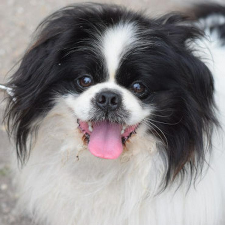 Bild 6: Pincsi ist ein hübscher, kleiner Pekinese.