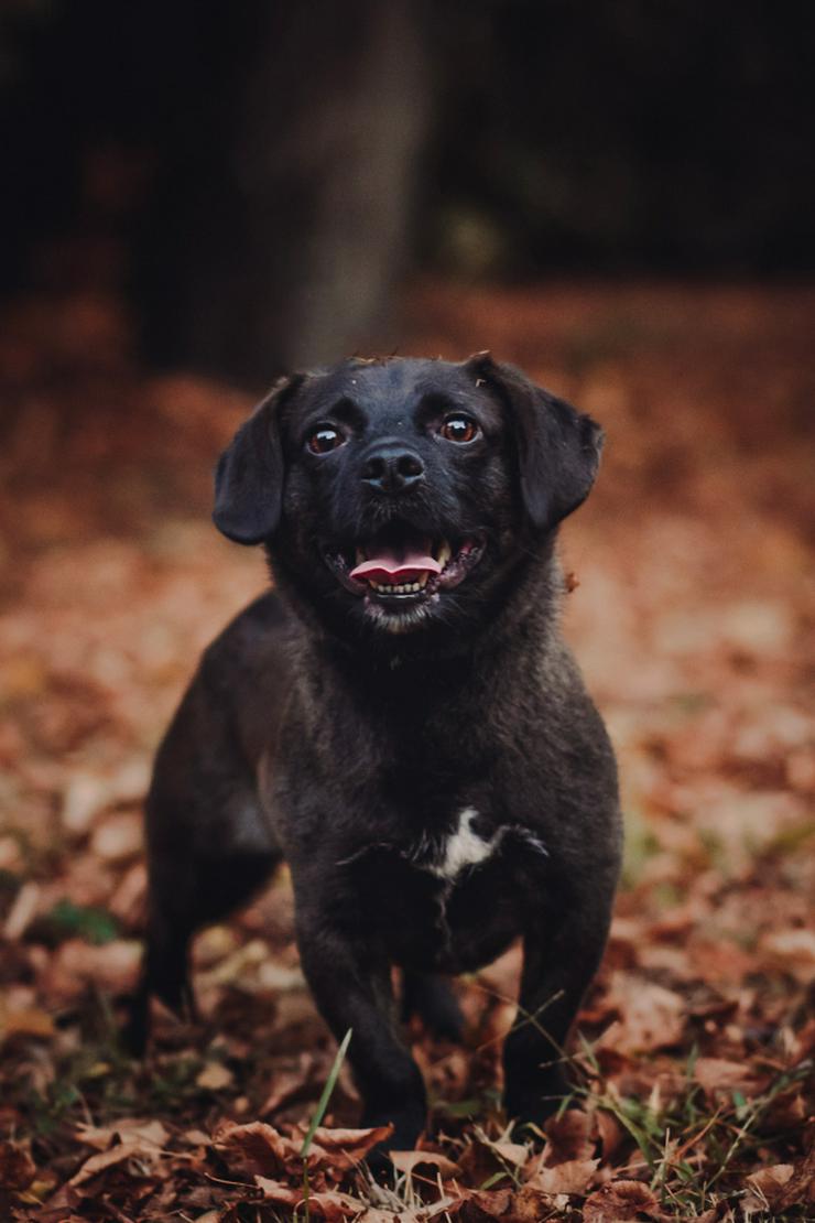 Benji ist ein kleiner Mischlingsrüde mit kurzen Beinchen und langem Körper.
