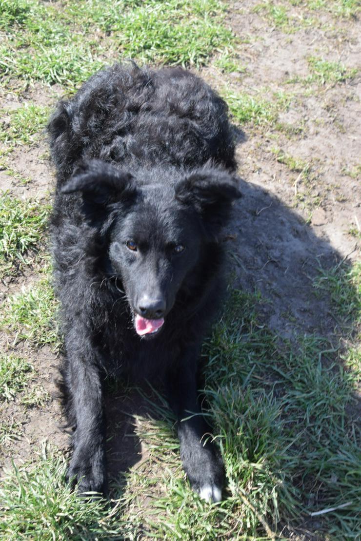 Bild 5: Gunnar ist ein netter, junger ungarischer Schäferhund-Mischlingsrüde (Mudi-Mix).
