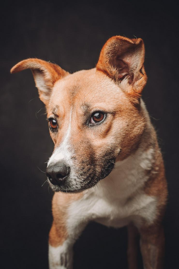 Bild 6: Caroline ist ein sehr nettes und freundliches Hundefräulein.
