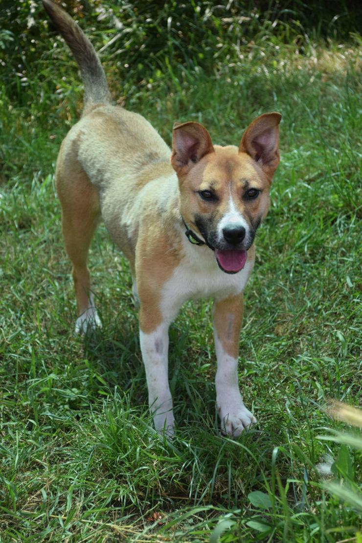 Bild 2: Caroline ist ein sehr nettes und freundliches Hundefräulein.