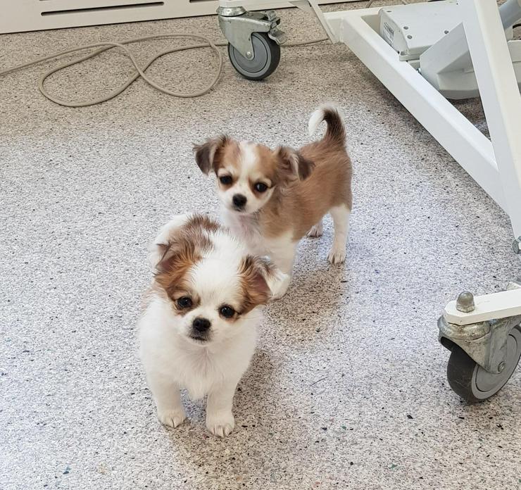 Ein liebevolles Zuhause gesucht – Chihuahua mit Papieren!