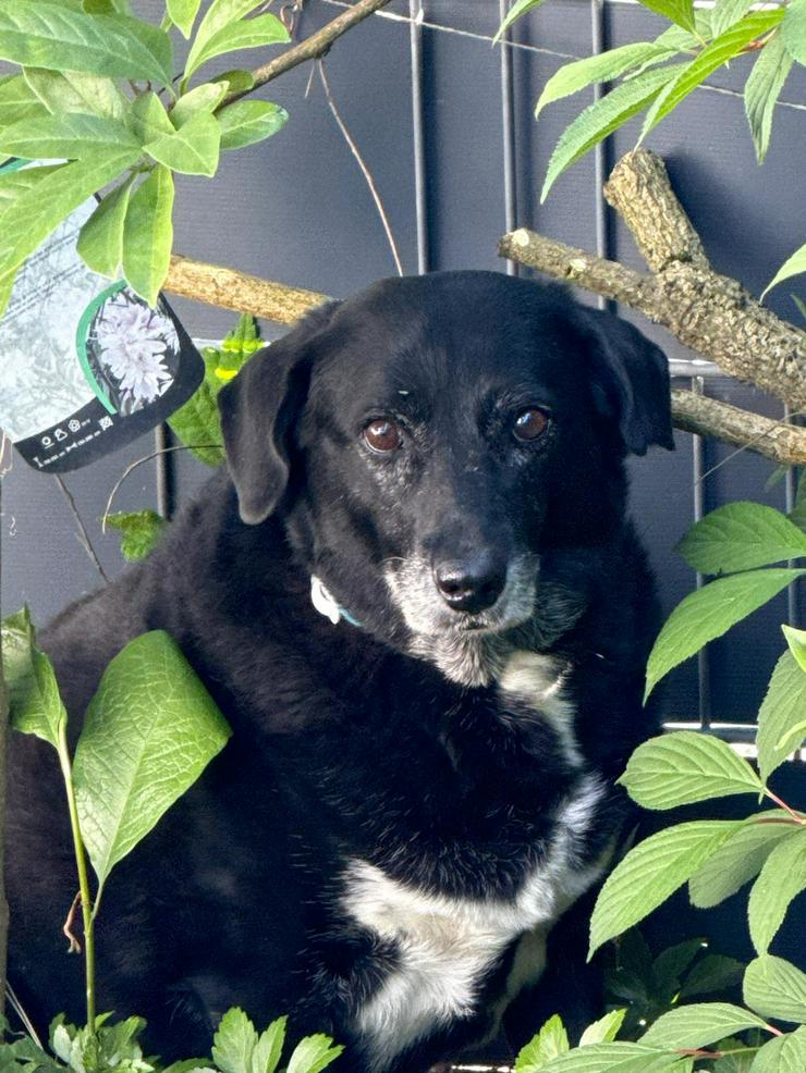 Bild 5: Dhalia ist eine freundliche und nette Hundedame im besten Alter.