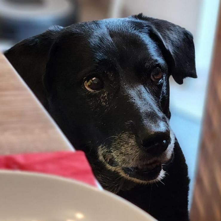 Bild 2: Dhalia ist eine freundliche und nette Hundedame im besten Alter.