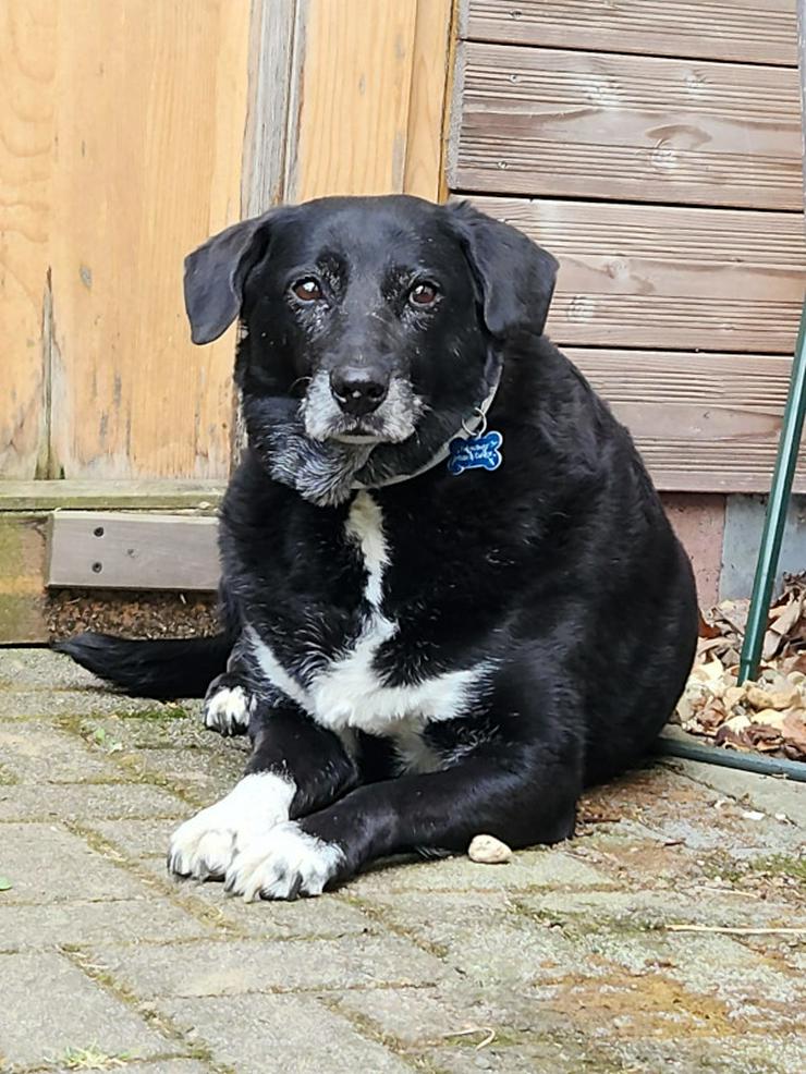 Dhalia ist eine freundliche und nette Hundedame im besten Alter.