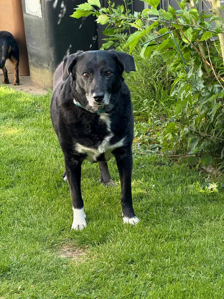 Bild 6: Dhalia ist eine freundliche und nette Hundedame im besten Alter.