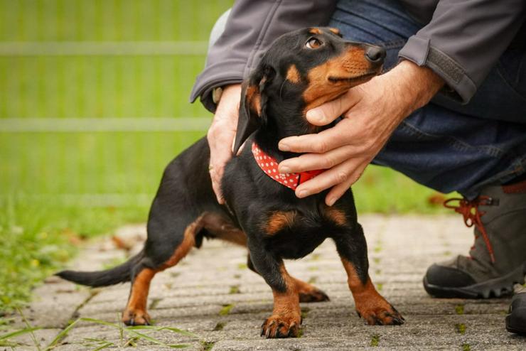 Bild 8: Lilly ist ein liebevolles, freundliches und anhängliches Mädchen.