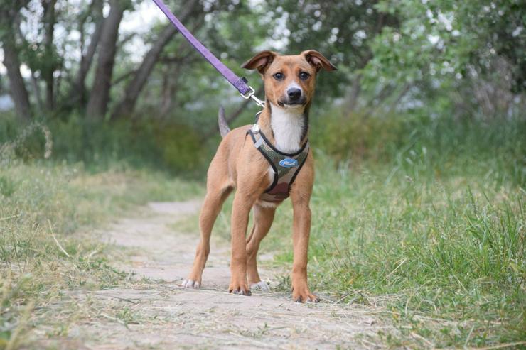 Bild 2: Lucy ist ein freundliches, liebenswertes und süßes kleines Hundemädchen. Sie ist ein echter „Anklebe-Hund“.