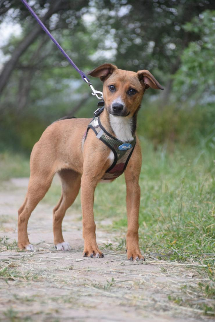 Bild 5: Lucy ist ein freundliches, liebenswertes und süßes kleines Hundemädchen. Sie ist ein echter „Anklebe-Hund“.