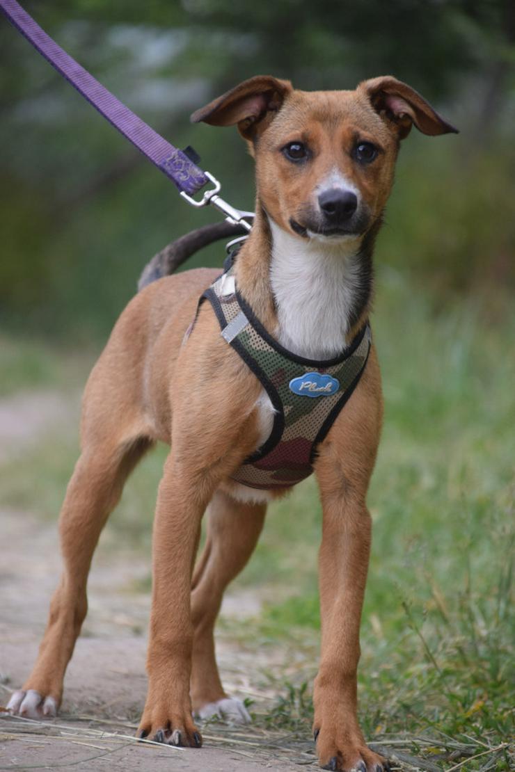 Lucy ist ein freundliches, liebenswertes und süßes kleines Hundemädchen. Sie ist ein echter „Anklebe-Hund“.