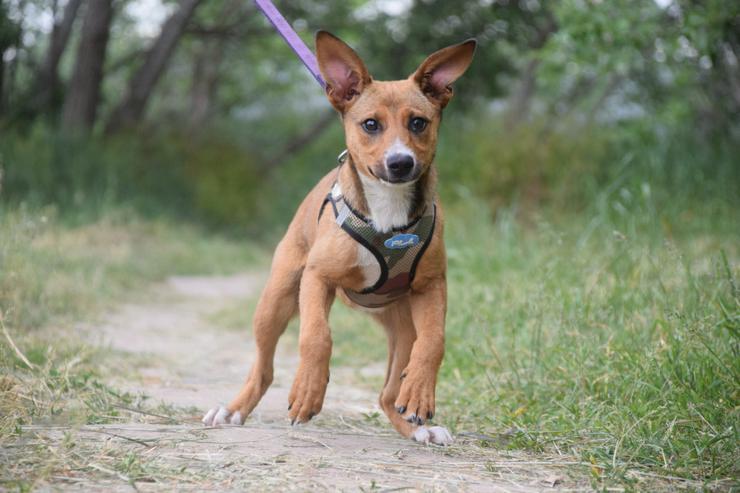 Bild 6: Lucy ist ein freundliches, liebenswertes und süßes kleines Hundemädchen. Sie ist ein echter „Anklebe-Hund“.
