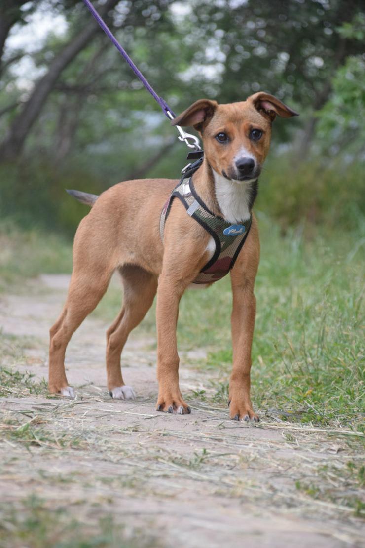 Bild 4: Lucy ist ein freundliches, liebenswertes und süßes kleines Hundemädchen. Sie ist ein echter „Anklebe-Hund“.