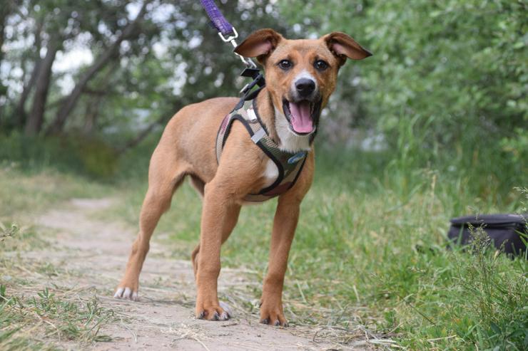 Bild 8: Lucy ist ein freundliches, liebenswertes und süßes kleines Hundemädchen. Sie ist ein echter „Anklebe-Hund“.