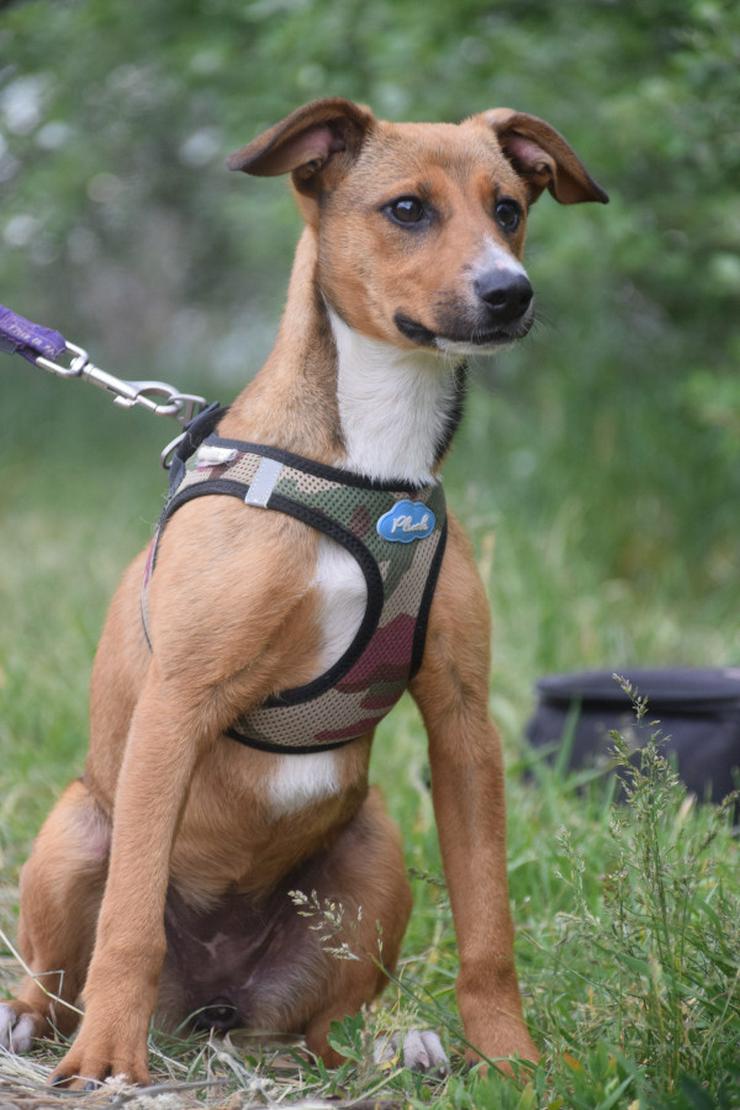 Bild 7: Lucy ist ein freundliches, liebenswertes und süßes kleines Hundemädchen. Sie ist ein echter „Anklebe-Hund“.
