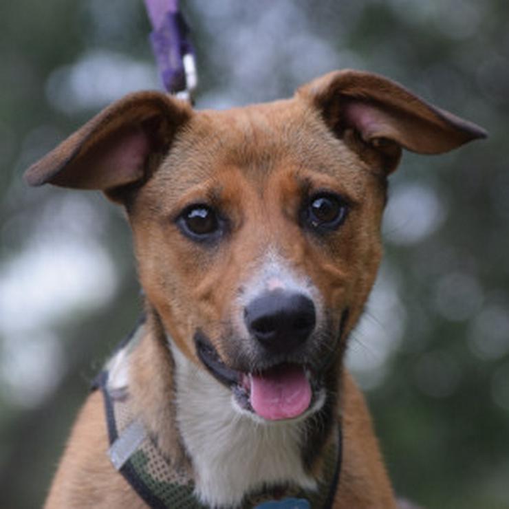Bild 9: Lucy ist ein freundliches, liebenswertes und süßes kleines Hundemädchen. Sie ist ein echter „Anklebe-Hund“.