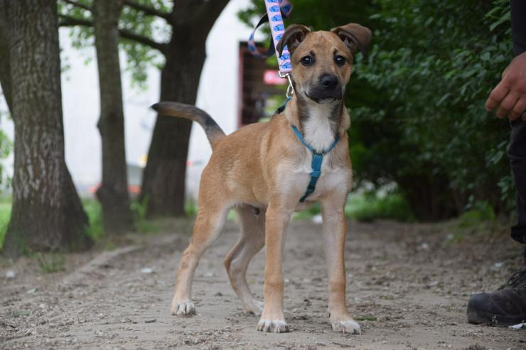 Wenko ist ein liebenswerter Rüde, der ein schönes Zuhause sucht.