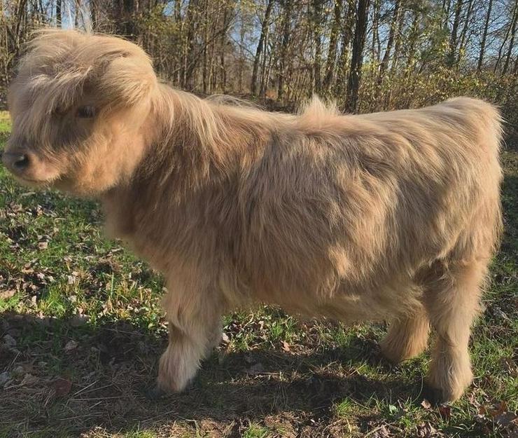 Mini Highland Cattle Minikuh Hochlandrind