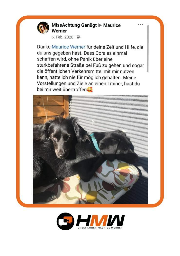 Bild 11: Innovatives Hundetraining durch Videoanalyse