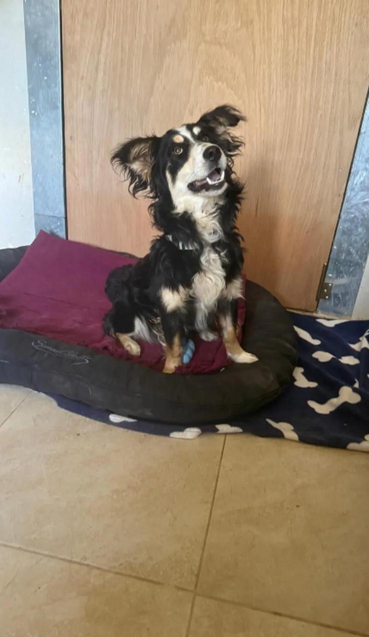 Bild 2: Josie wurde einfach nachts am Shelter angebunden