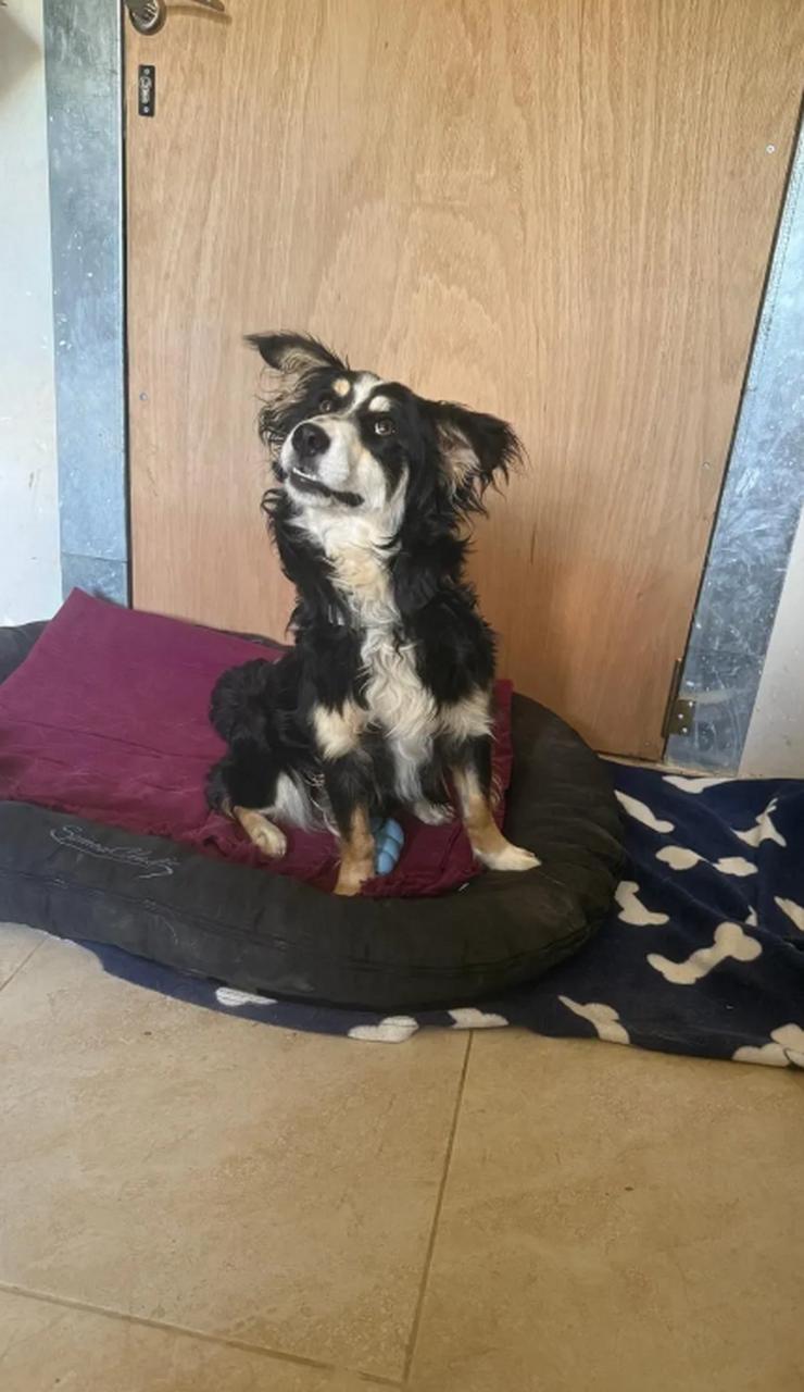 Bild 3: Josie wurde einfach nachts am Shelter angebunden