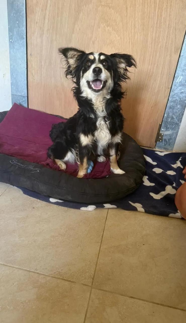 Bild 5: Josie wurde einfach nachts am Shelter angebunden