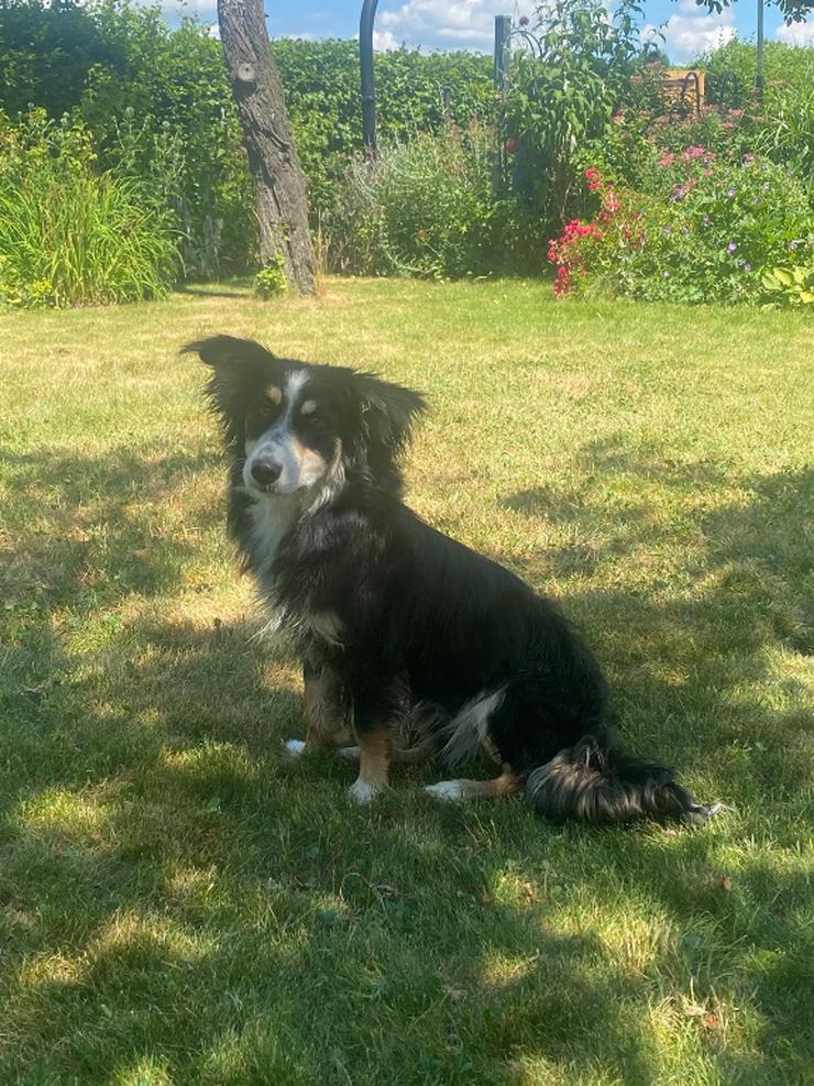 Josie wurde einfach nachts am Shelter angebunden