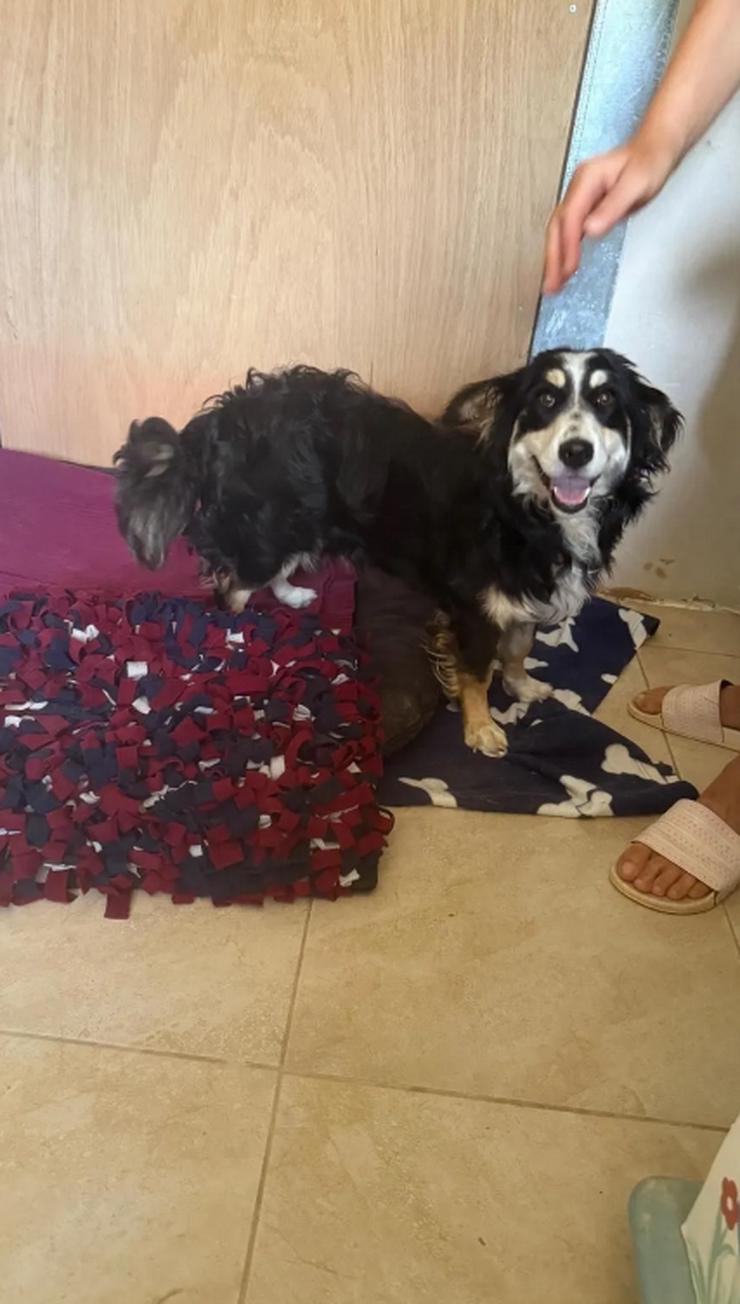 Bild 4: Josie wurde einfach nachts am Shelter angebunden