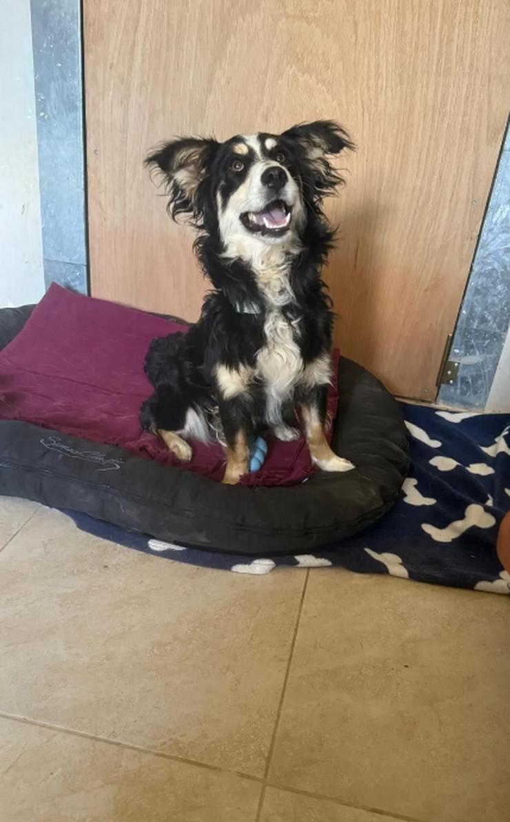 Josie wurde einfach nachts am Shelter angebunden