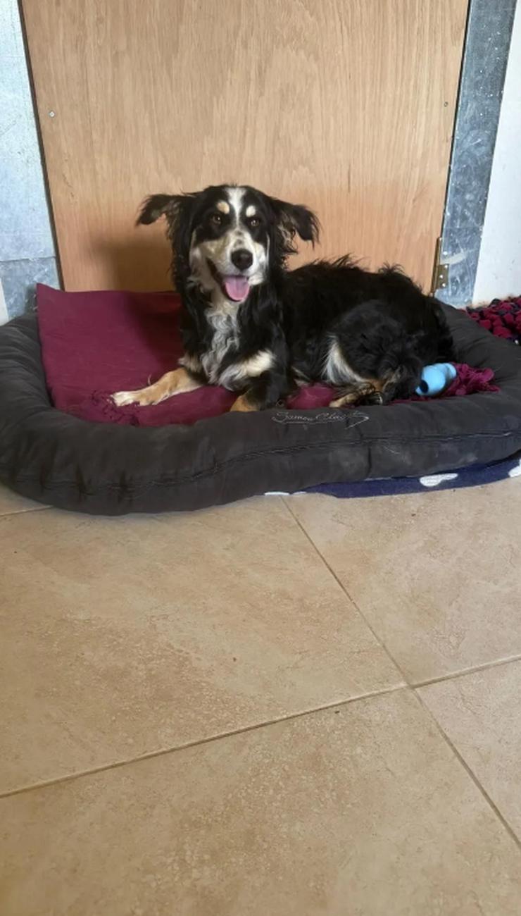Bild 6: Josie wurde einfach nachts am Shelter angebunden