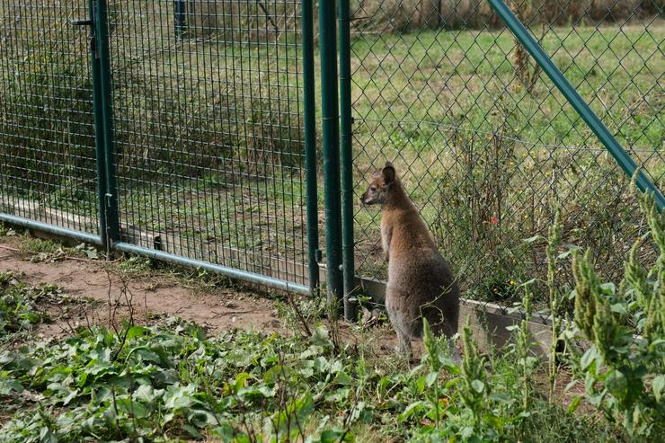 Bild 3: Wallaby Bock