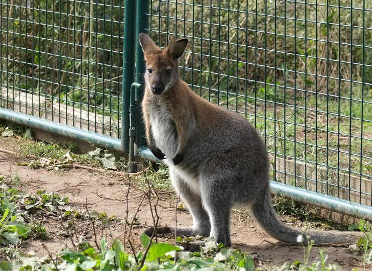 Bild 4: Wallaby Bock