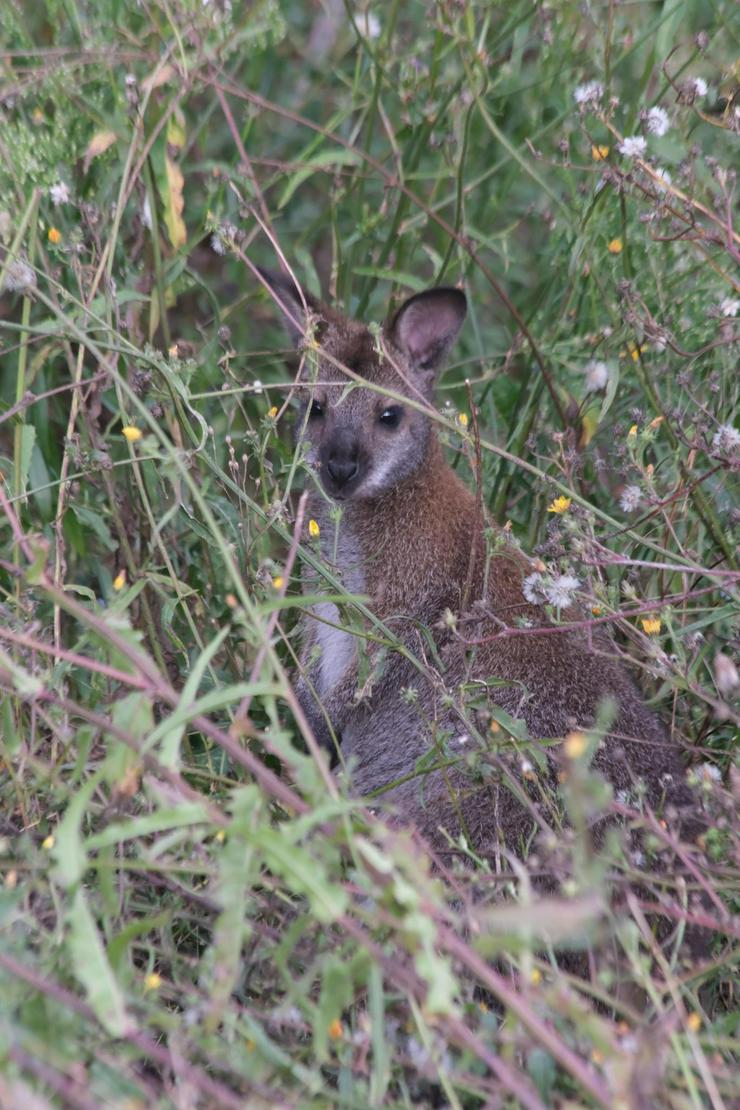 Wallaby Bock