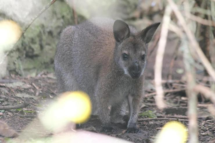 Bild 2: Wallaby Bock