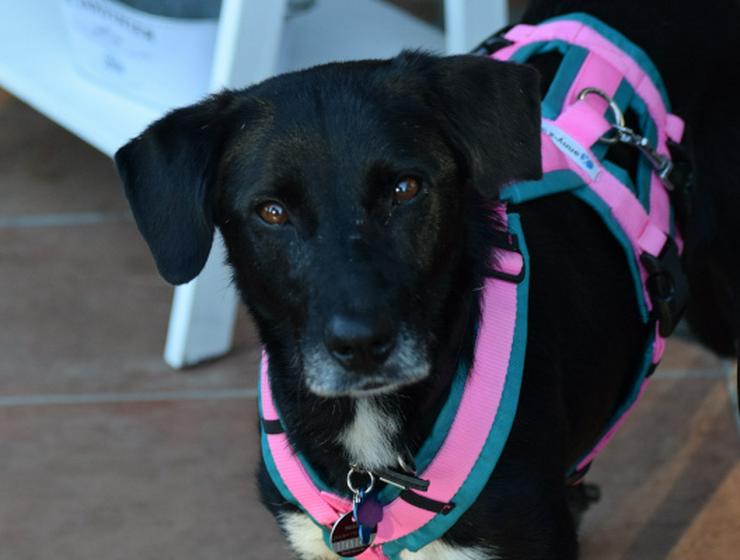 Bild 15: Dhalia ist eine freundliche und nette Hundedame im besten Alter.
