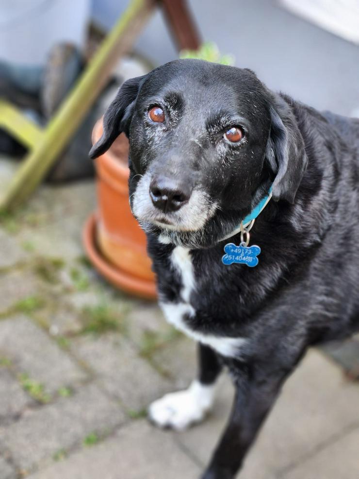 Bild 2: Dhalia ist eine freundliche und nette Hundedame im besten Alter.