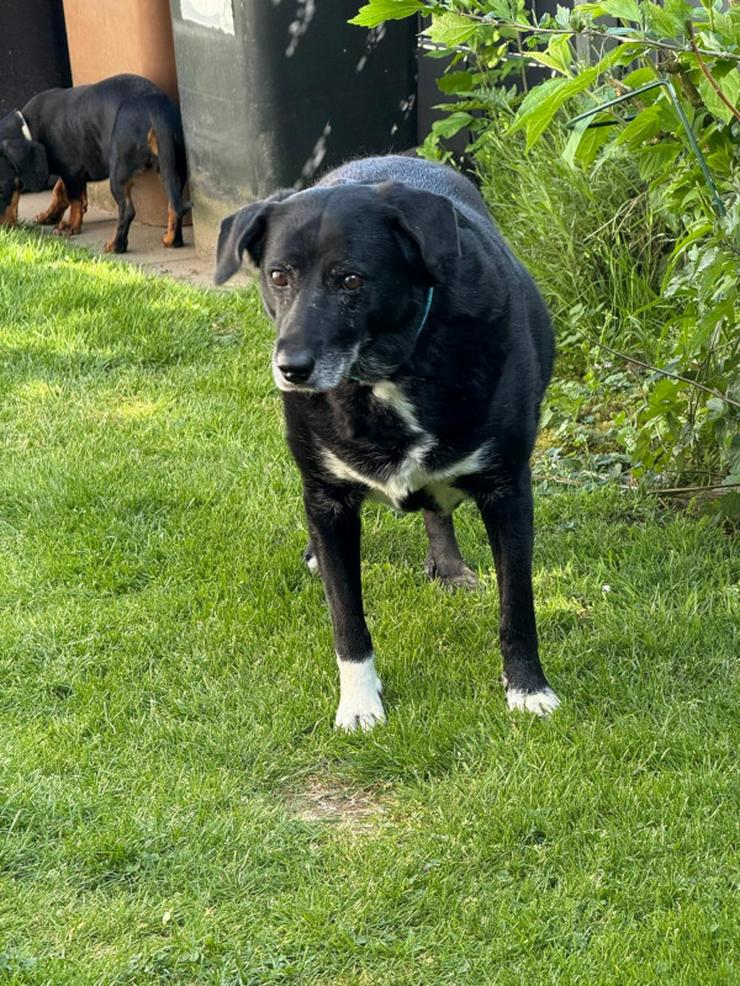 Bild 9: Dhalia ist eine freundliche und nette Hundedame im besten Alter.