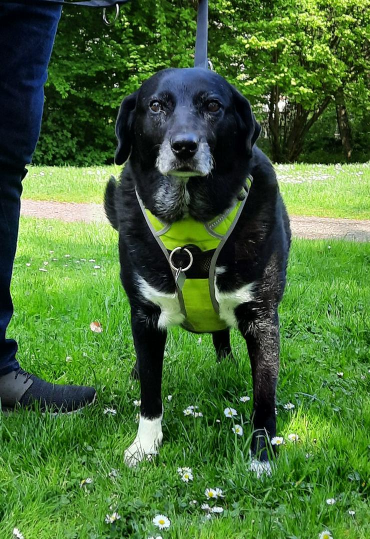 Bild 10: Dhalia ist eine freundliche und nette Hundedame im besten Alter.