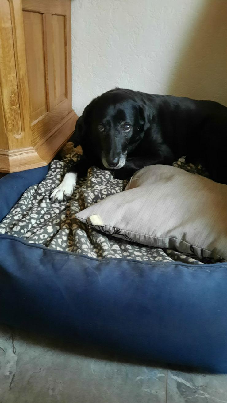 Bild 14: Dhalia ist eine freundliche und nette Hundedame im besten Alter.