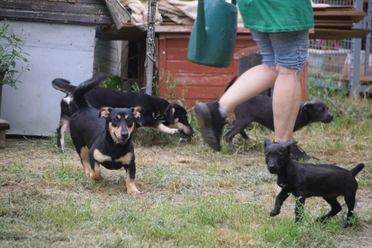 Bild 9: Sylvia ist ein kleines, schüchternes Hundekind.