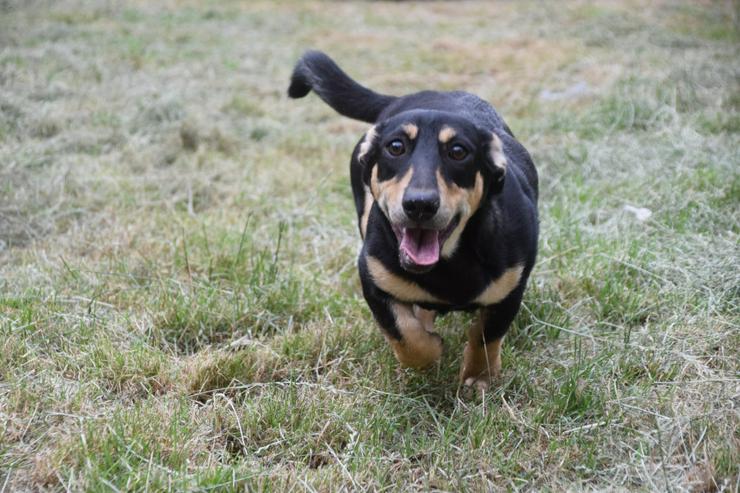 Bild 7: Sylvia ist ein kleines, schüchternes Hundekind.